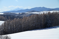 きのうのカラマツ林