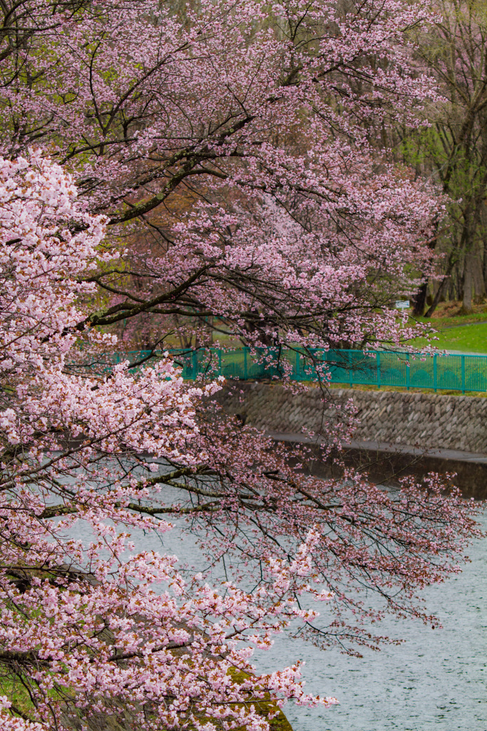 桜