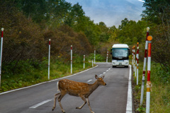 鹿との遭遇