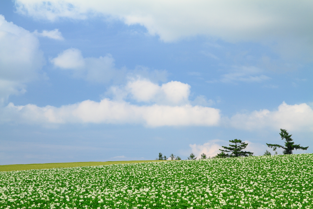 手を広げた樹