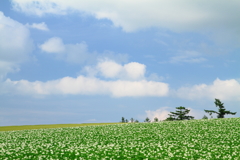 手を広げた樹