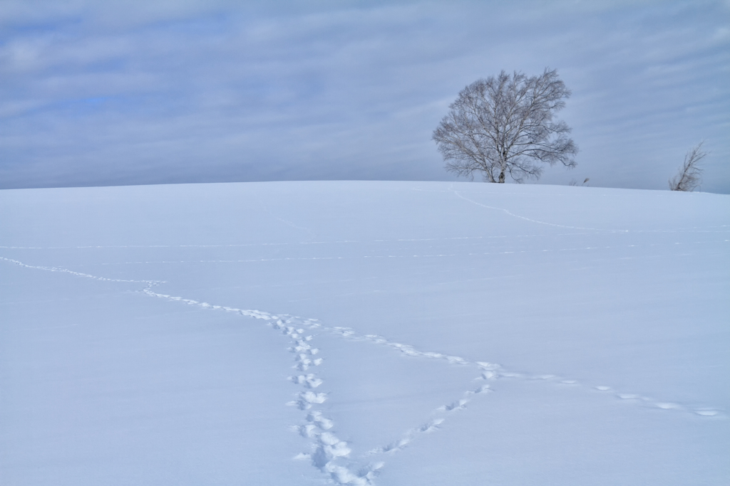 雪原の一本木