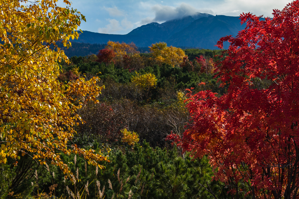 十勝岳紅葉