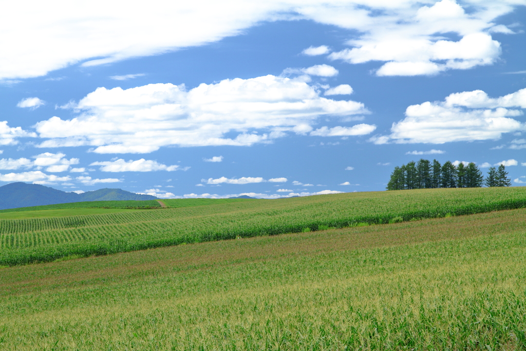 丘の上の風景