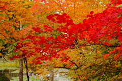 秋風景　～紅葉～