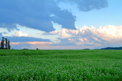 我が家の蕎麦畑