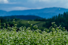 蕎麦の花