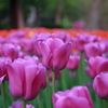 チューリップ