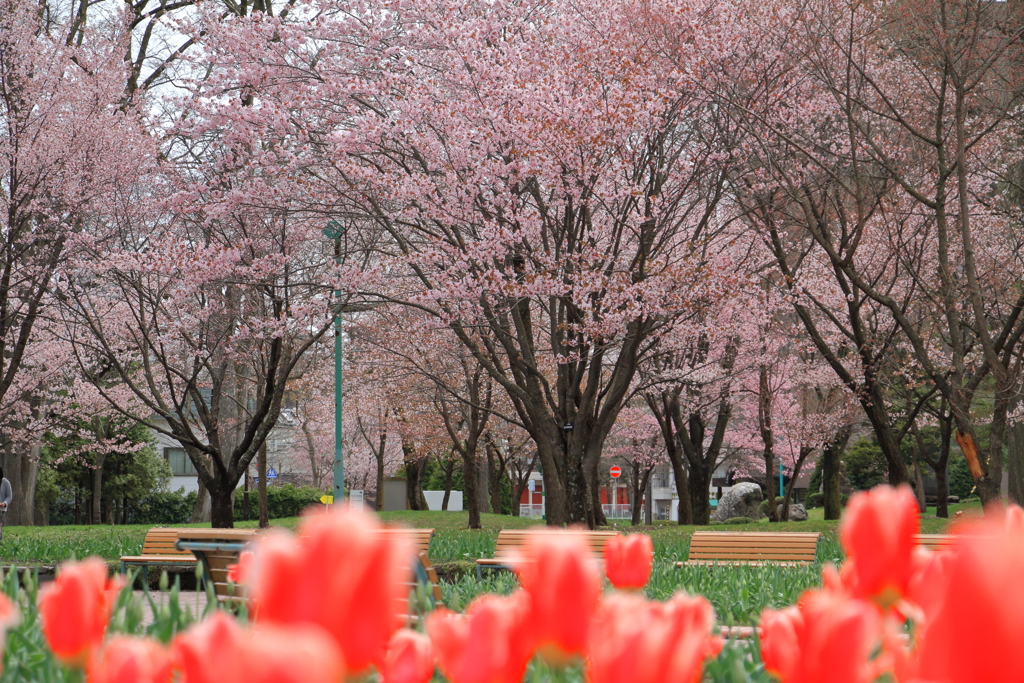 桜満開