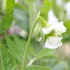 家庭菜園　～スナップエンドウ～