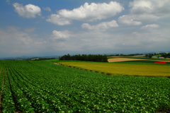 丘の風景