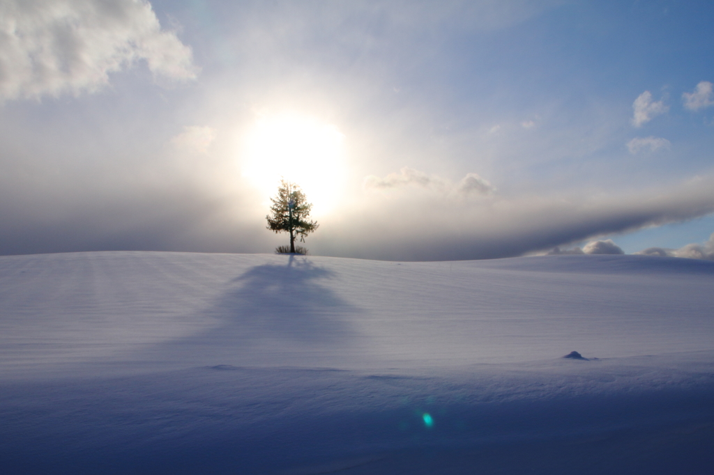 雪原の一本松