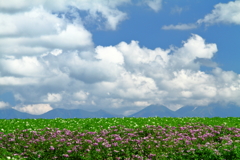 夏の花