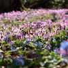 春のお花畑