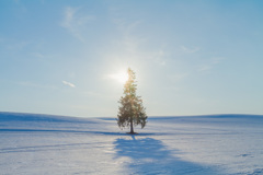 季節はずれのクリスマスツリー