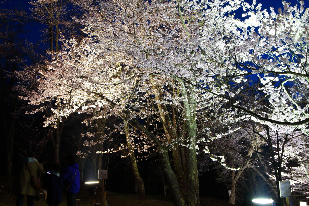 夜桜