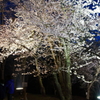 夜桜