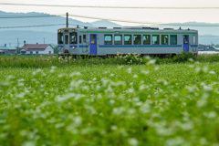 蕎麦畑から