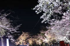 旭山公園の夜桜