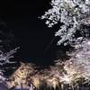 旭山公園の夜桜