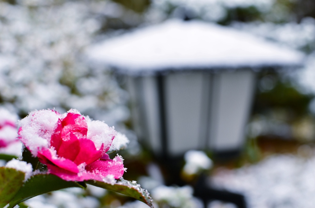 雪化粧