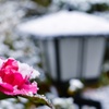雪化粧