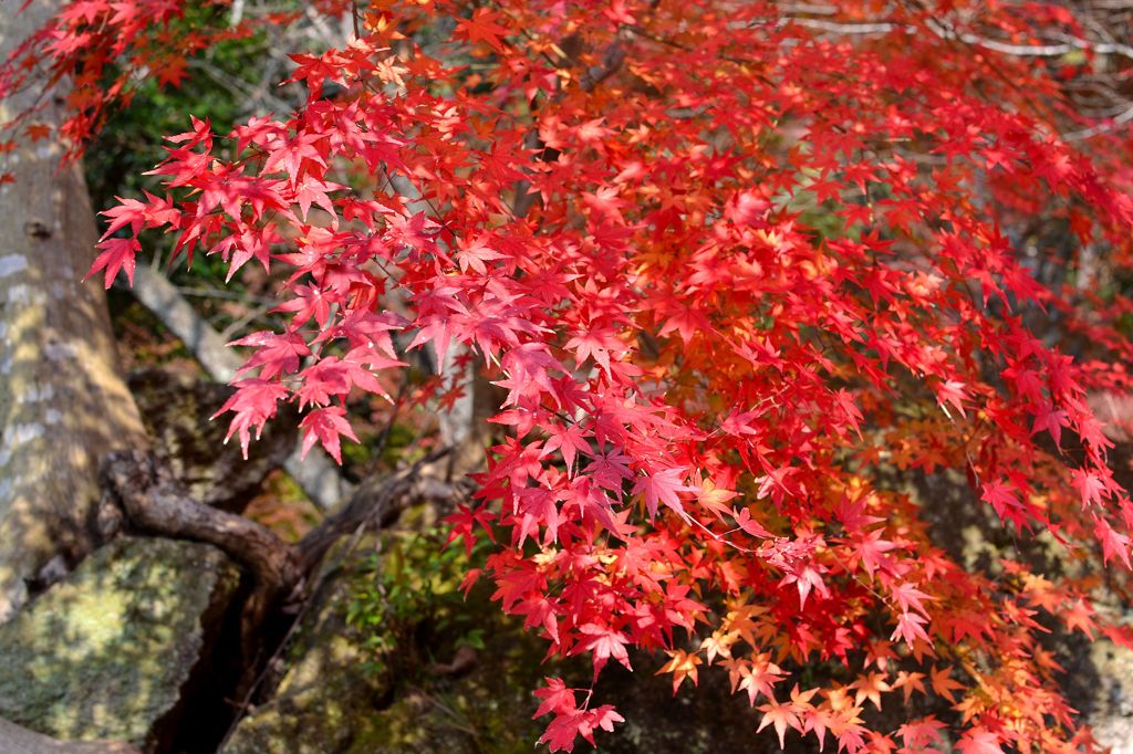 紅葉