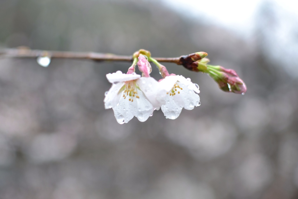 雨の日の桜