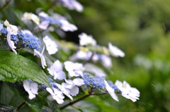紫陽花