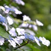 紫陽花