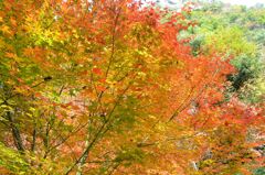 紅葉