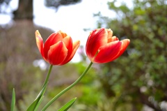 春の花