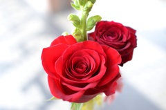 薔薇