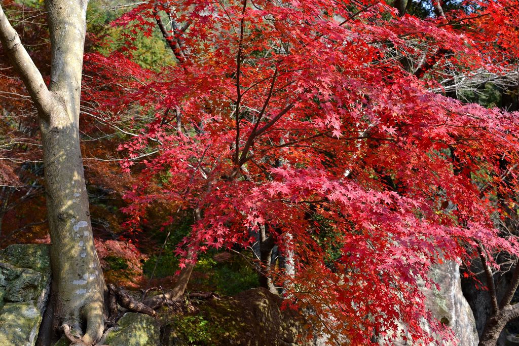 紅葉