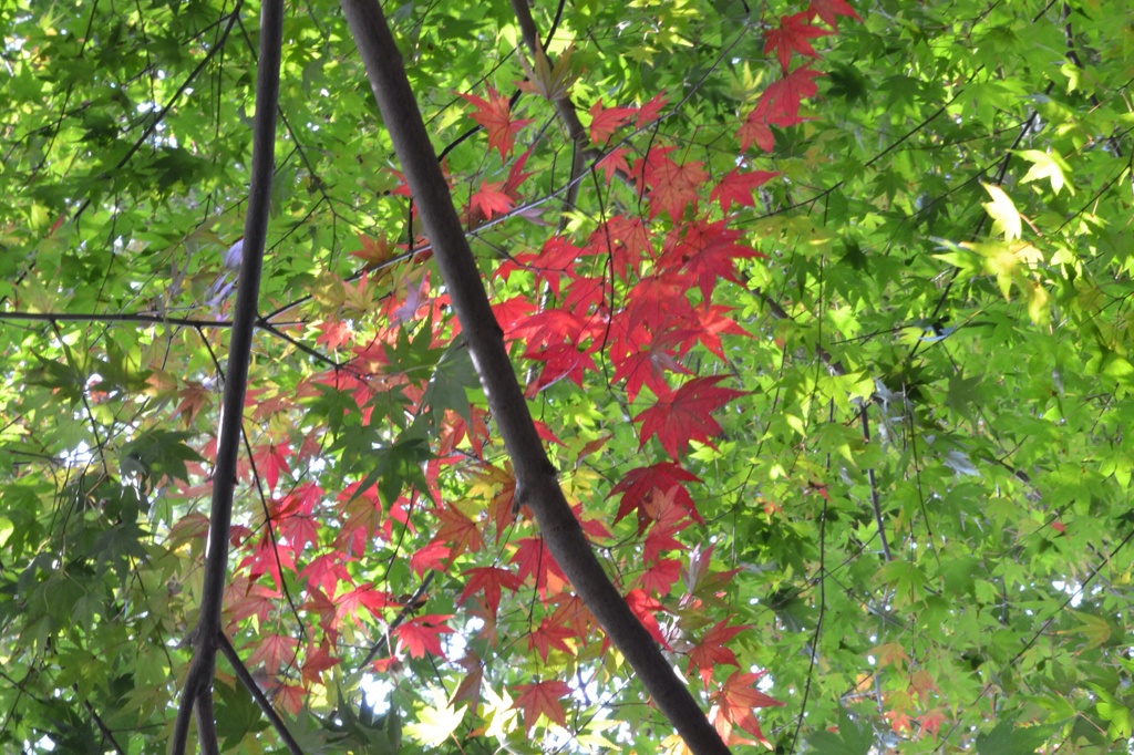 紅葉