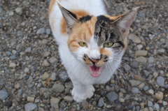 訴え