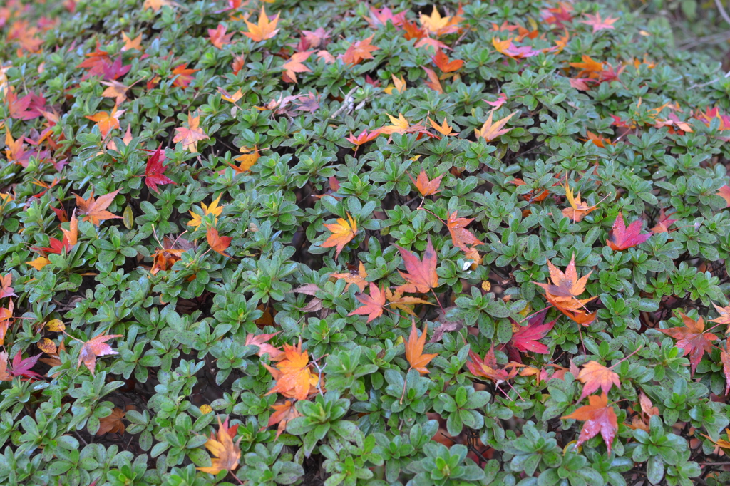紅葉