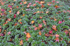紅葉