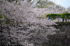 桜吹雪
