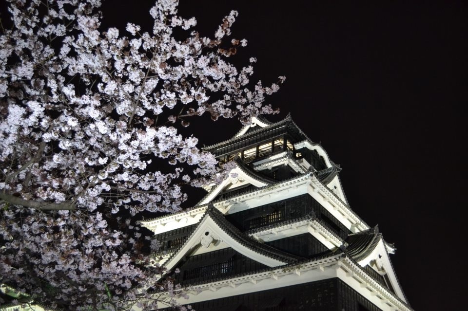 お城と夜桜