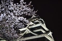 お城と夜桜