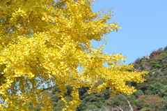 紅葉