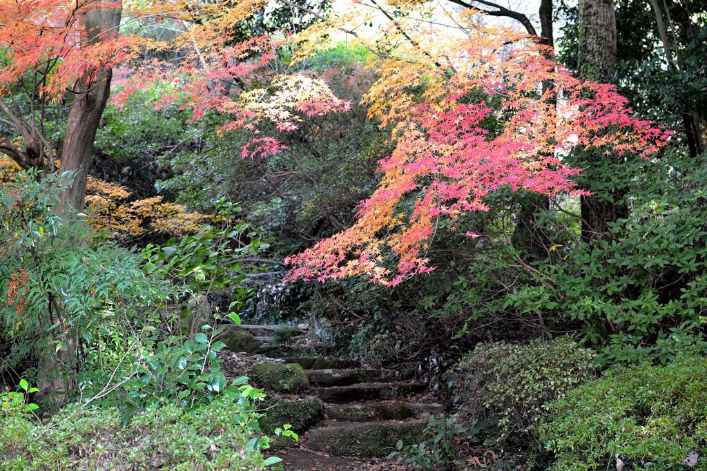 紅葉
