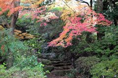 紅葉