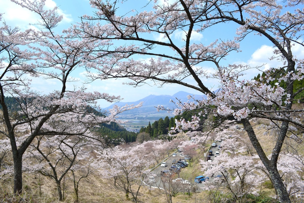 千本桜