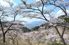 千本桜