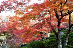 紅葉