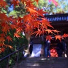 紅