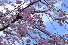 枝垂れ桜