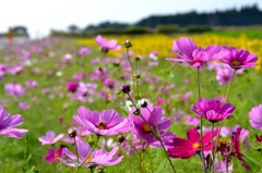 秋風そよぐ花
